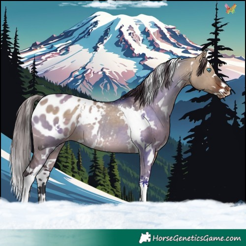 Horse Color:White Spotted Brown Dun Splash Blanket 