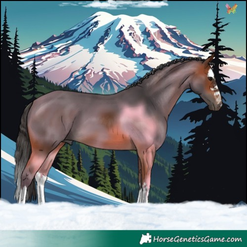 Horse Color:Bay Splash 