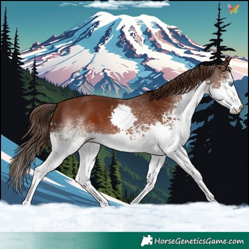 Horse Color:White Spotted Liver Chestnut Splash 