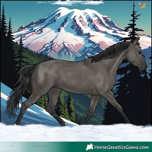 Horse Color:Grullo 