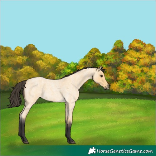 Horse Color:Buckskin Roan 