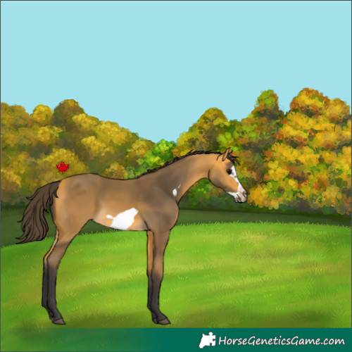 Horse Color:Buckskin Frame 