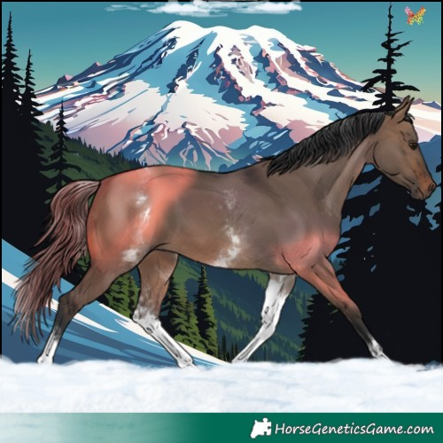 Horse Color:White Spotted Brown Dun