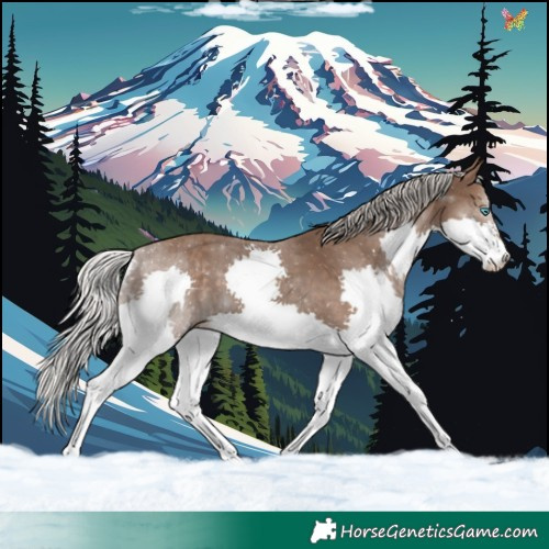 Horse Color:Silver Black Splash 