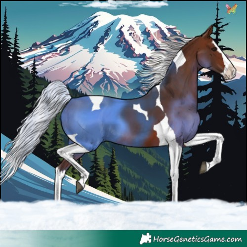 Horse Color:Silver Brown Splash Tobiano 