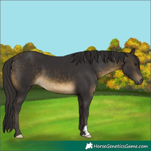 Horse Color:Buckskin 