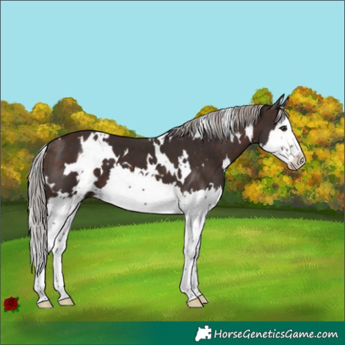 Horse Color:White Spotted Silver Brown Splash 