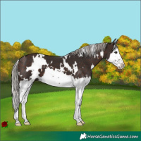 Horse Color:White Spotted Silver Brown Splash 