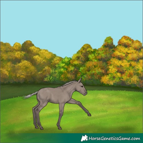 Horse Color:Silver Grullo Appaloosa Rabicano