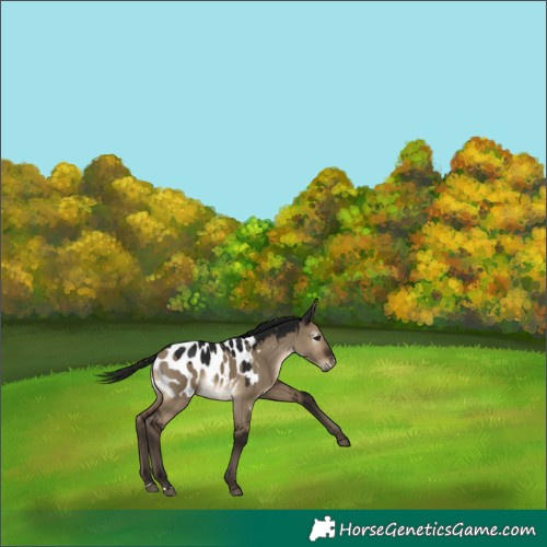 Horse Color:Gray Brown Dun Appaloosa Rabicano