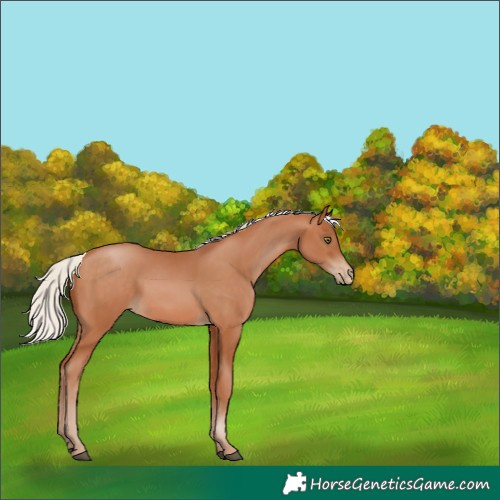 Horse Color:Silver Bay Pearl 
