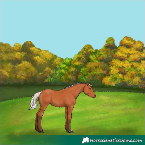 Horse Color:Silver Bay 