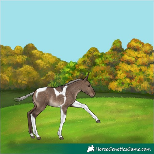 Horse Color:Silver Brown Dun Tobiano Rabicano