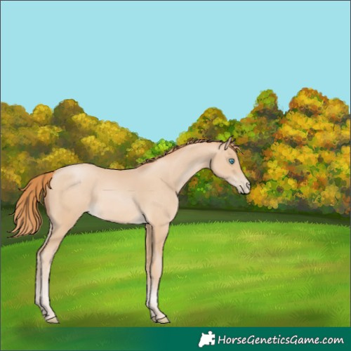 Horse Color:Buckskin Pearl