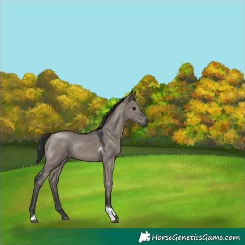 Horse Color:Grullo Tobiano 