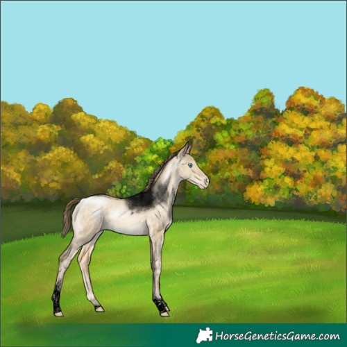 Horse Color:Void Buckskin Pearl Dun Tobiano 