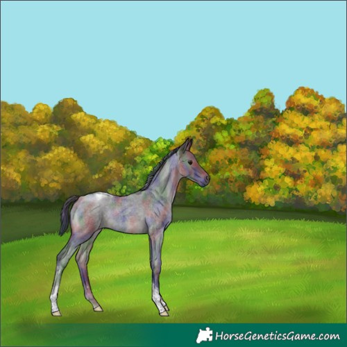 Horse Color:Nacre Smoky Blue Roan Tobiano 