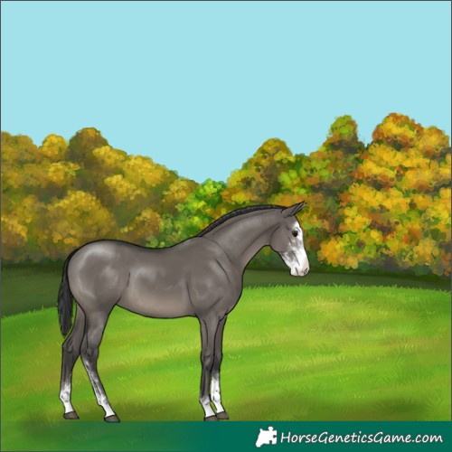 Horse Color:Grullo Sabino 