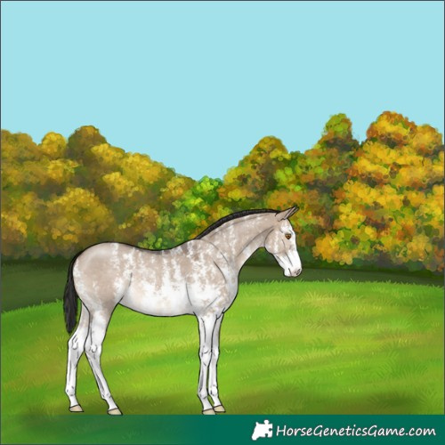 Horse Color:Brown Dun Sabino