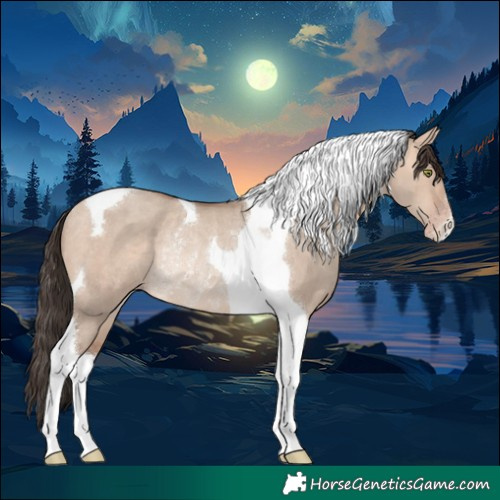 Horse Color:Amber Champagne Dun Tobiano Rabicano