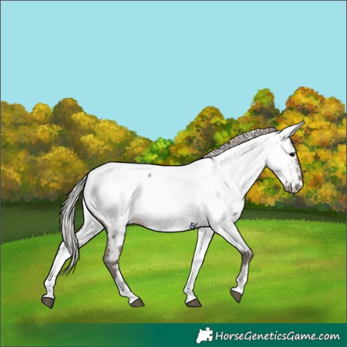 Horse Color:Silver Grullo Tobiano Near Fewspot Rabicano 