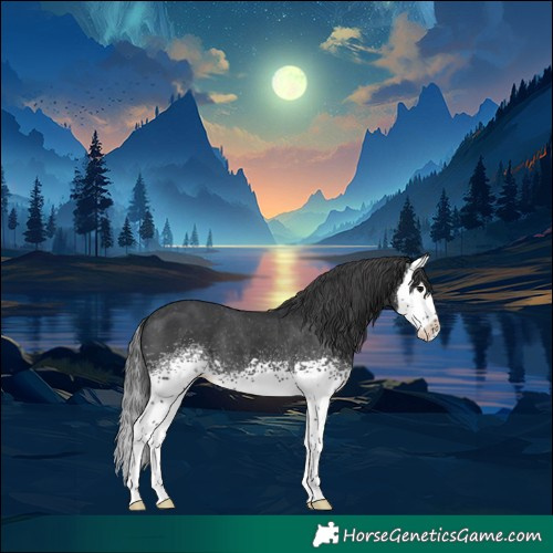 Horse Color:White Spotted Black Splash Appaloosa