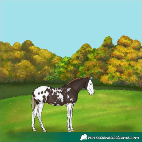 Horse Color:Liver Chestnut Splash Appaloosa 