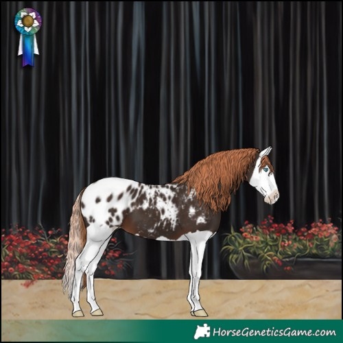 Horse Color:Liver Chestnut Splash Blanket 