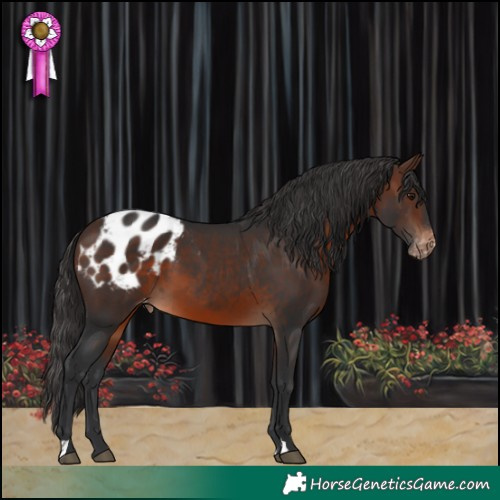 Horse Color:Brown Appaloosa 