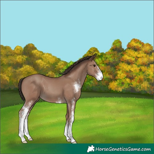 Horse Color:Classic Champagne Sabino 
