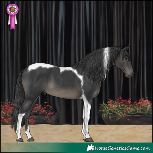 Horse Color:Black Tobiano 
