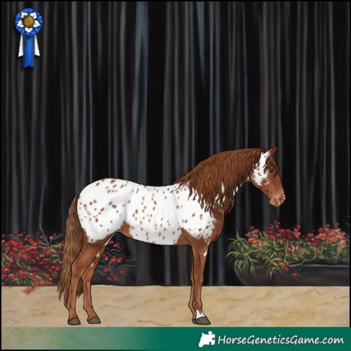 Horse Color:Chestnut Appaloosa 