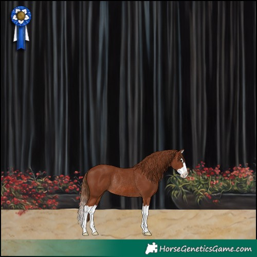 Horse Color:Chestnut Splash Rabicano