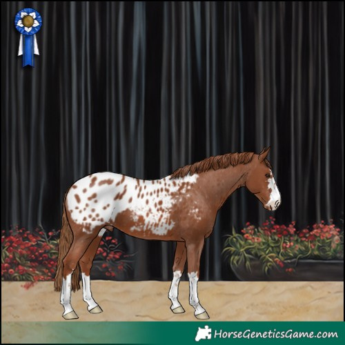 Horse Color:Chestnut Appaloosa 