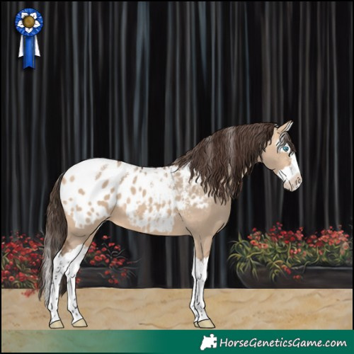 Horse Color:Powder White Bay Dun Splash Appaloosa 