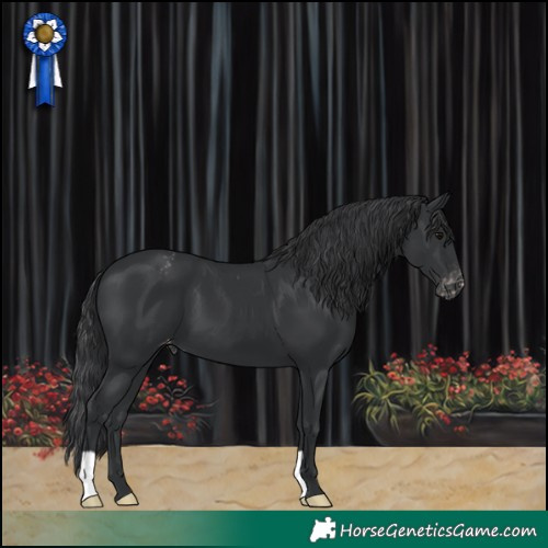 Horse Color:Black Appaloosa 