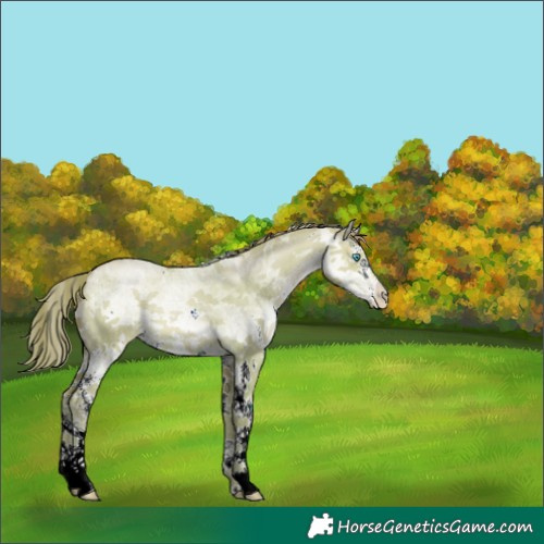 Horse Color:Watercolor White Spotted Buckskin Pearl Dun