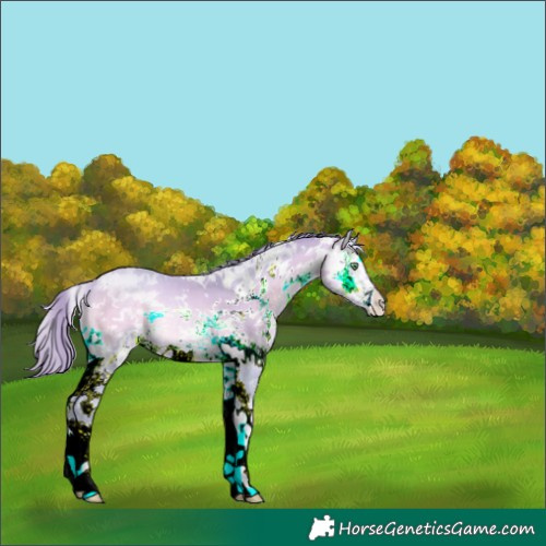 Horse Color:Watercolor White Spotted Buckskin Pearl Onyx 