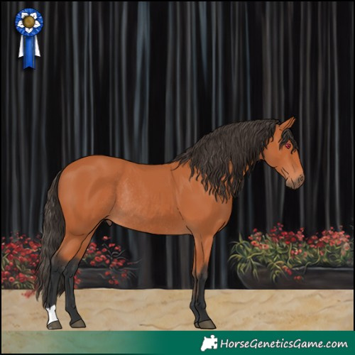 Horse Color:Bay Rabicano 