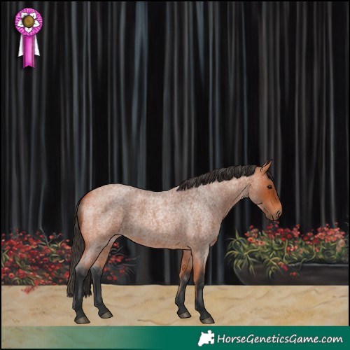 Horse Color:Bay Roan 