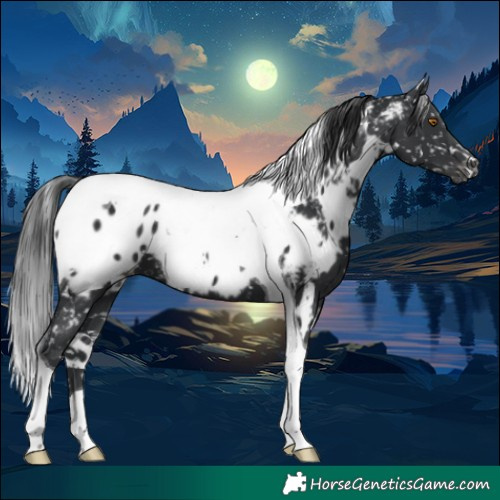 Horse Color:White Spotted Black Tobiano Appaloosa 