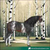 Horse Color:White Spotted Brown