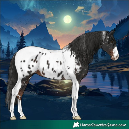 Horse Color:Liver Chestnut Tobiano Appaloosa 