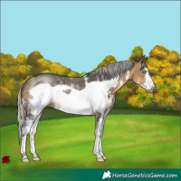Horse Color:Silver Buckskin Sabino Frame