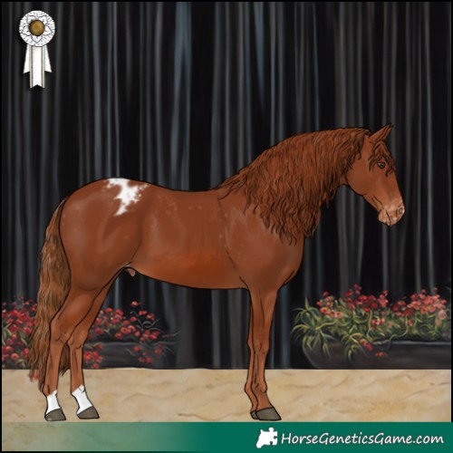 Horse Color:Chestnut Appaloosa 