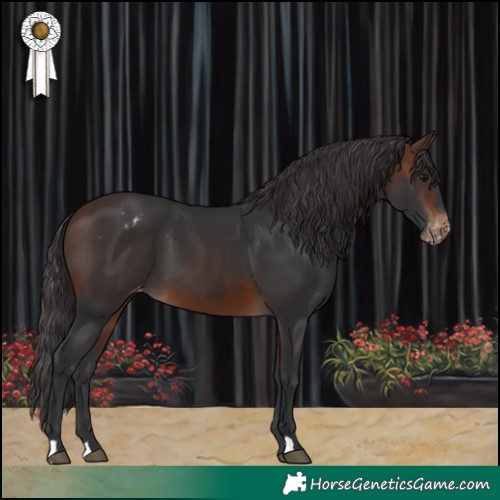 Horse Color:Brown Appaloosa 
