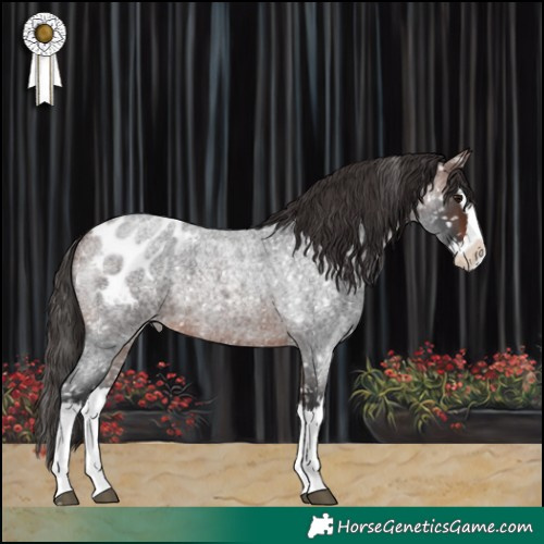 Horse Color:Brown Roan Splash Appaloosa 