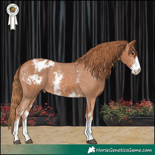 Horse Color:Chestnut Sabino Appaloosa 