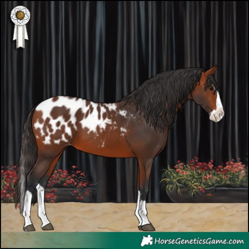 Horse Color:Bay Splash Appaloosa 