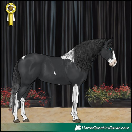 Horse Color:Black Splash Tobiano 
